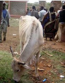 Cow Affected by drought.jpg